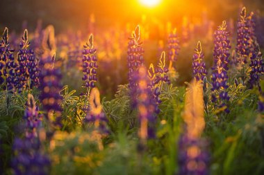 Mavi kurt çiçek çayır günbatımı üzerinde