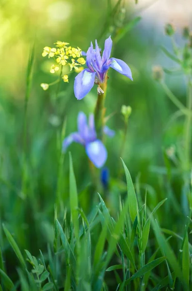 Barbary Mutter Blå Vild Blomma Bakgrund — Stockfoto