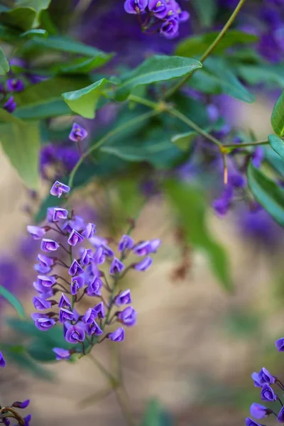 Purpurowy Kwiat Grochu Kwiaty Tło — Zdjęcie stockowe