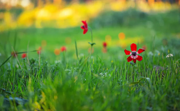 Röd Anemone Blommor Bakgrund — Stockfoto