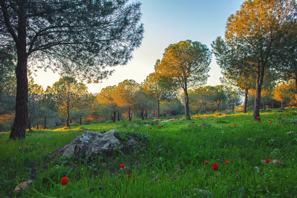 Pôr Sol Floresta Florescente Primavera — Fotografia de Stock