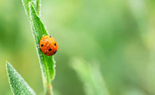 Yedi Nokta Hanımefendi Böcek Üzerindeki Yaprak — Stok fotoğraf