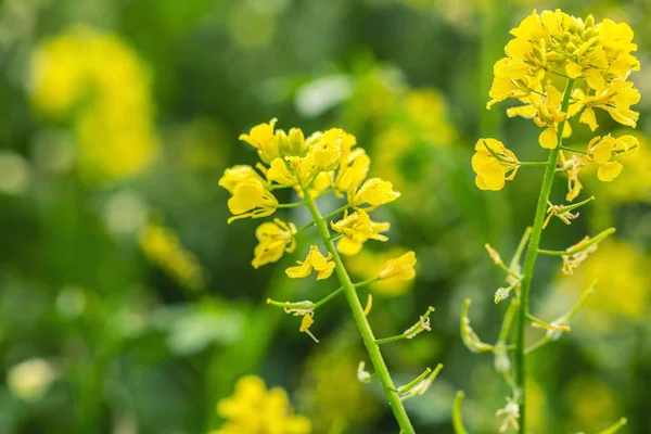 Mustard Plant Close Background — Stock Photo, Image