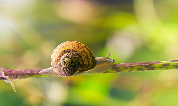Garden Snail Leaves — Stock Photo, Image