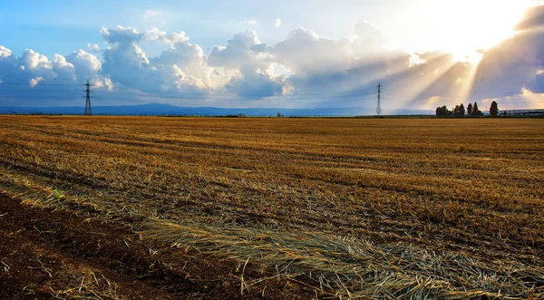 Agricultura Campo Trigo Israel — Fotografia de Stock