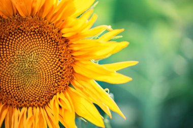 Ayçiçeği çiçek yaprakları yakın