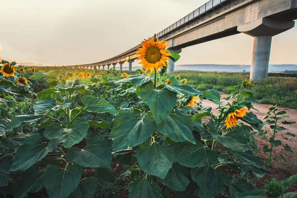 Girasole Fiori Campo Tramonto Paesaggio — Foto Stock