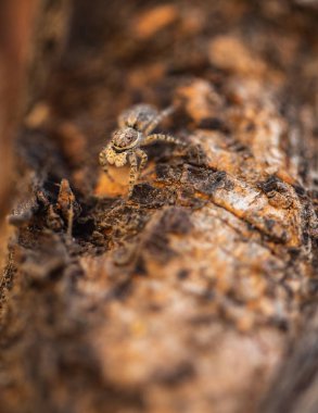 Menemerus fagei atlama örümcek makro