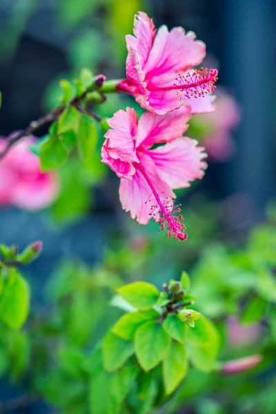Hibiscus Roze Bloem Kleurrijke Achtergrond — Stockfoto