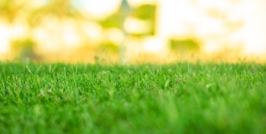 Yeşil Çim doku arka plan ve desen