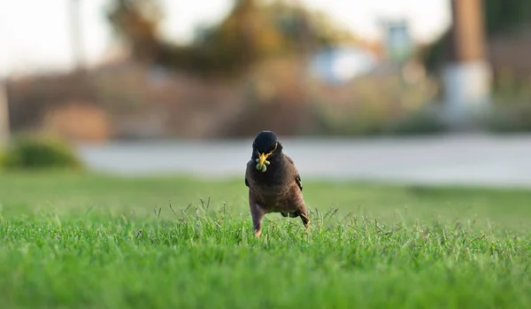 Myna Pássaro Comum Segurando Fundo Comida — Fotografia de Stock