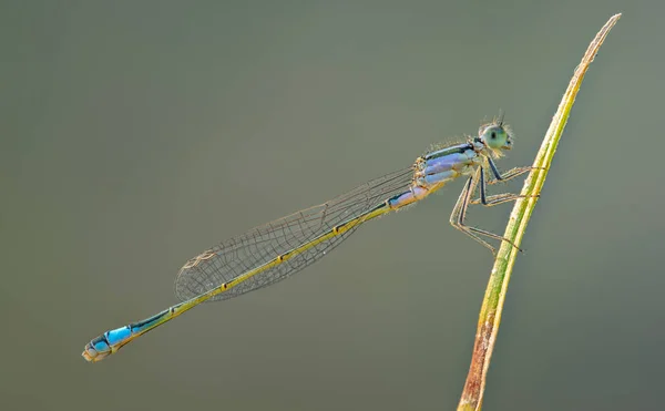 Cola Azul Común Damselfly Macro Background — Foto de Stock