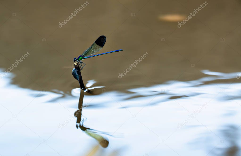 Syrian demoiselle demsifly on a water