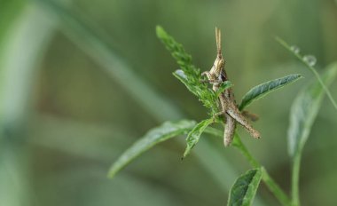 Pyrgomorpha conica çekirge makro arka plan