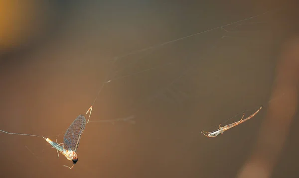 Araña Tejedora Mandíbulas Largas Web — Foto de Stock