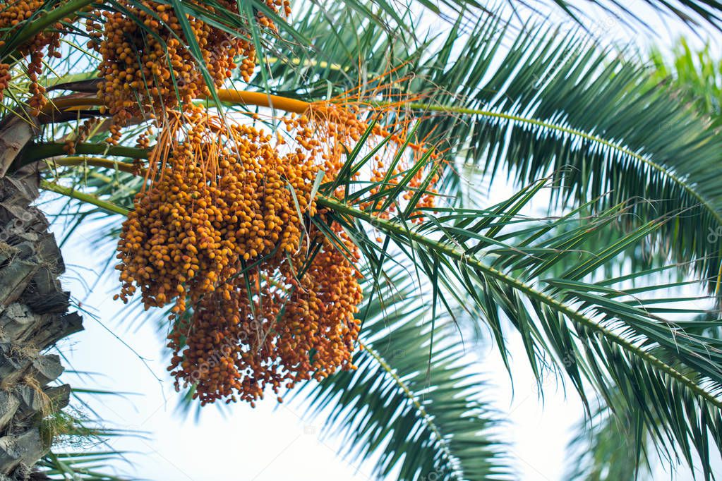 Date palm branches with fruits
