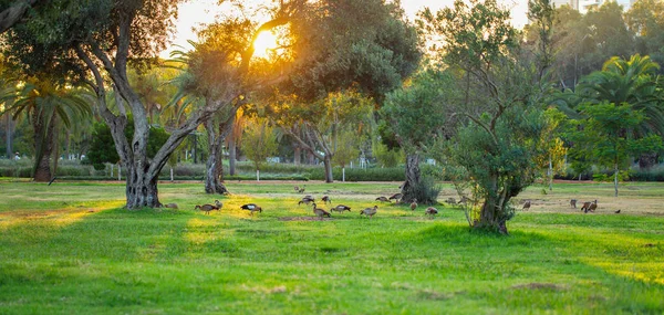 Ramat Gan Ulusal Parkı 'nda gün batımında Mısır kazları