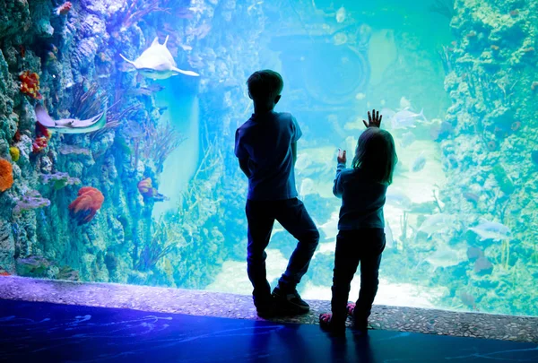 Niños-niño y niña- viendo peces en el acuario —  Fotos de Stock