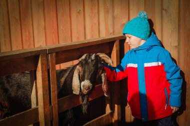küçük çocuk beslenme koyun çiftliğinde hayvan öğrenmek
