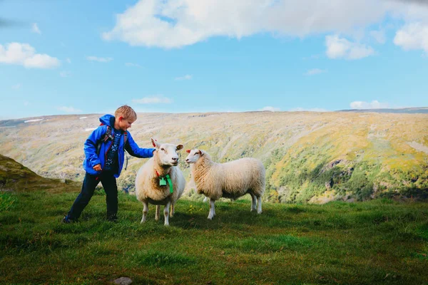 Liten pojke och fåren i bergen, barn resor lär dig djur — Stockfoto