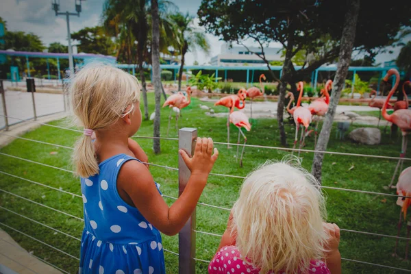 Küçük kızlar flamingolar hayvanat bahçesinde bakarak — Stok fotoğraf