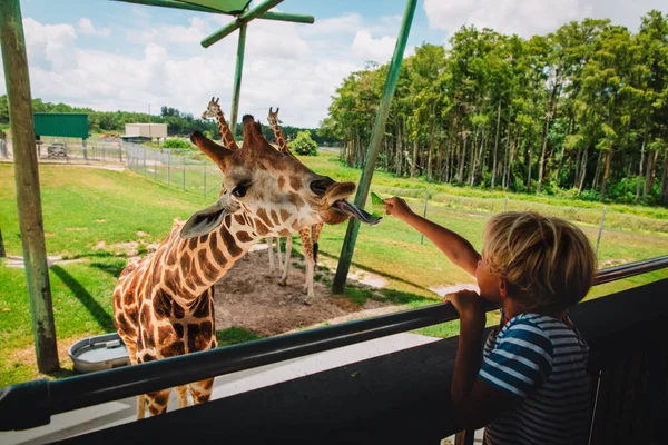 Boy feeding giraffes in zoo or on safari trip — Stock Photo, Image