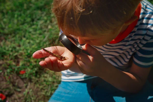 Crianças aprendendo criança explorando libélula com lupa — Fotografia de Stock