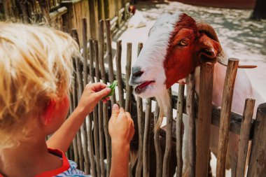 çiftlikte veya hayvanat bahçesinde keçi yiyece