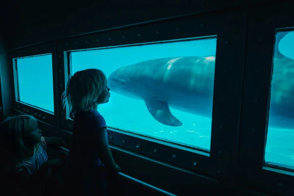 Kids- two little girls- watching dolphins in aquarium — Stock Photo, Image