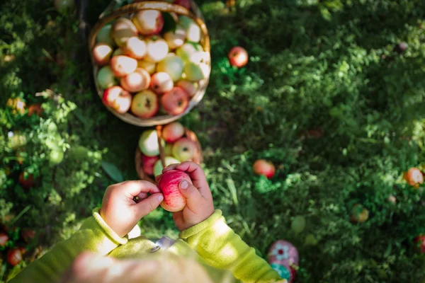 Gadis kecil memetik apel di kebun, anak panen — Stok Foto