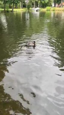 Bir Serene Park Havuz Dinlenme Videosunda Ördekler Yüzüyor ve Dinleniyor