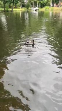 Mallard Ördeği Durgun Su üzerinde Yüzüyor Gökyüzünün ve ağaçların yansımaları