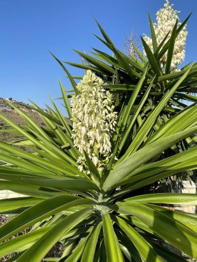 Full Bloom Desert Plant 'te Beyaz Çiçekli Tropikal Yucca. Yüksek kalite fotoğraf