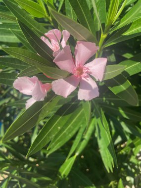 Pembe zakkum çiçekleri çiçek açmış narin yapraklar ve yeşil yapraklar.