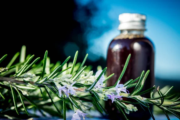 Rosemary Essential Oil Rosmarinus Officinalis Small Pot Flowering Rosemary Branches — Stock Photo, Image