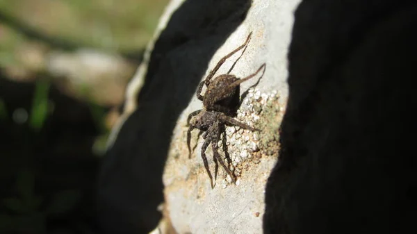 Bild Der Spinne Auf Einem Stein — Stockfoto