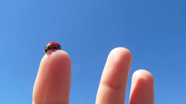 Gros Plan Coccinelle Sur Doigt — Photo