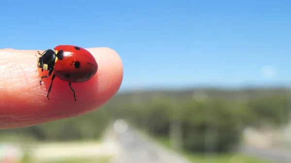 Закрыть Ladybug Пальце — стоковое фото