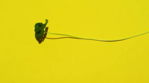 Salsa Isolada Sobre Fundo Amarelo — Fotografia de Stock