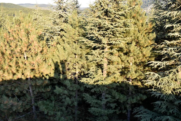 shadow of two friends on the background of the forest