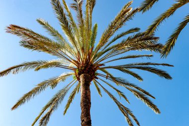 Hisse senedi resmi bir palmiye ağacı