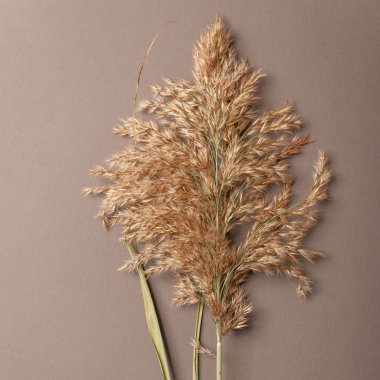 Solmuş saman payet renkli bir arka planda, hisse senedi resim