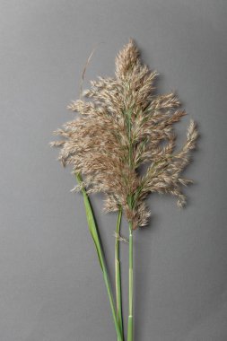 Solmuş saman payet renkli bir arka planda, hisse senedi resim