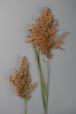 Solmuş saman payet renkli bir arka planda, hisse senedi resim