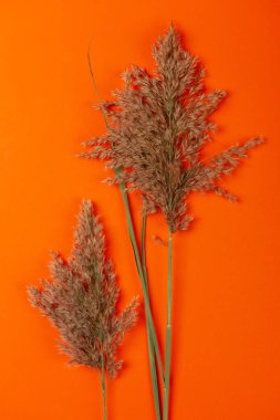 Solmuş saman payet renkli bir arka planda, hisse senedi resim