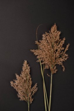 Solmuş saman payet renkli bir arka planda, hisse senedi resim