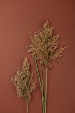 Solmuş saman payet renkli bir arka planda, hisse senedi resim