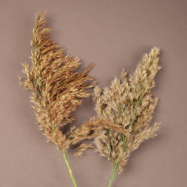 Solmuş saman payet renkli bir arka planda, hisse senedi resim