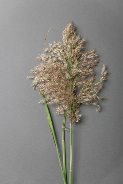 Solmuş saman payet renkli bir arka planda, hisse senedi resim