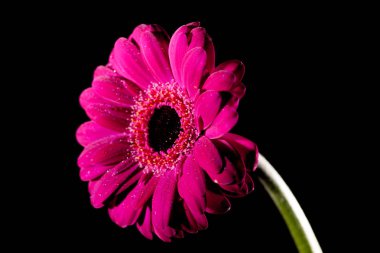 Renkli çiçek stok fotoğraf